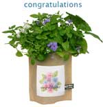 butterfly garden gift in a bag