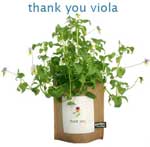butterfly garden thank you gift in a bag