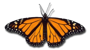 Monarch butterfly