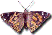 Painted Lady Butterfly