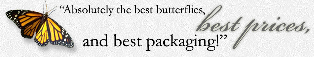 swallowtail farms has the best monarch butterfly packaging available!