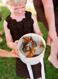 live monarch butterfly release