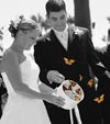 wedding butterflies live butterfly release monarch