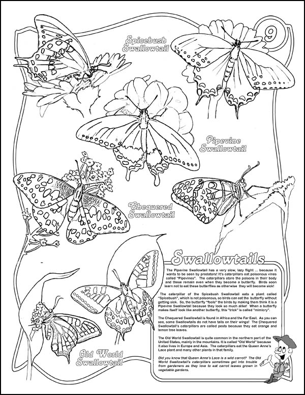 Live Monarch Butterfly Rearing Kit - butterfly kit live butterfly kit  monarch butterfly chrysalis educational school kit classroom party favor  releasing butterfly butterfly wedding decoration butterfly themed wedding  live butterfly release butterfly