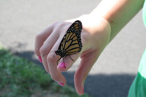 butterfly release