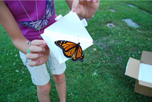 butterfly release