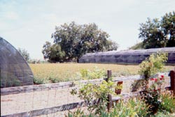 front field of milkweed - A. curassavica