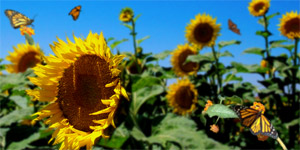 seeded favors and butterfly and sunflower wedding favors