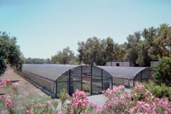 four season greenhouses filled with milkweed - A. curassavica