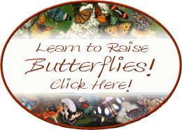 Learn to Raise Butterflies at The Butterfly Boutique