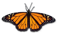 Monarch butterfly