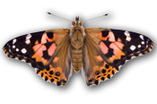 painted lady