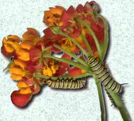 Caterpillars on milkweed