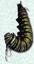 pupating caterpillar