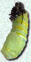 pupating caterpillar