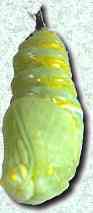 pupating caterpillar