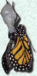Emerged Monarch butterfly