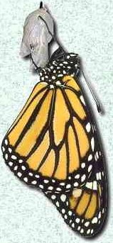 Emerged Monarch butterfly