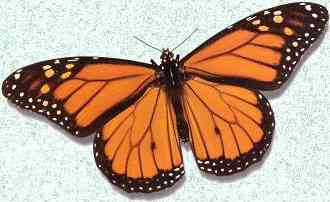 Monarch Butterfly