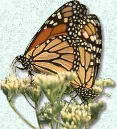 Monarch butterflies mating (image taken from photo (c) David Liebmann)