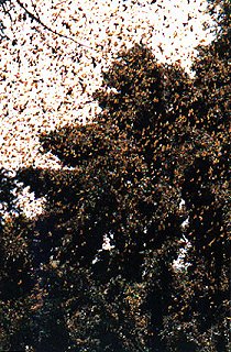 Monarch butterflies