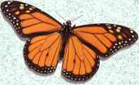 Monarch butterfly