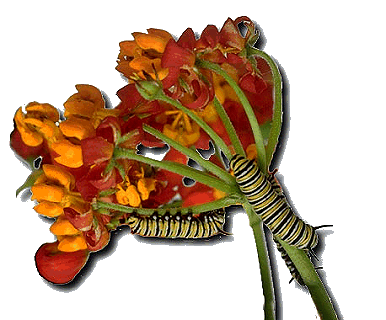 Milkweed with Monarch caterpillars
