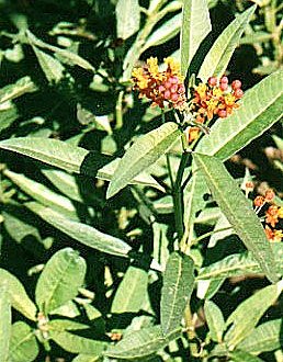 Milkweed plants