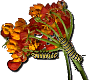 Monarch Caterpillars on Milkweed