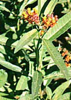 A. curassavica