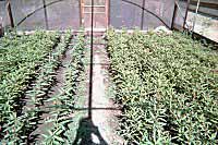 A. curassavica plants when small