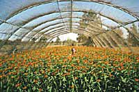A. curassavica plants when tall