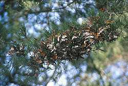 Monarch butterflies