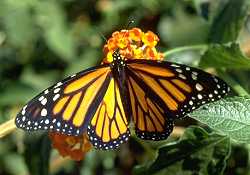 How long do monarch butterflies live?