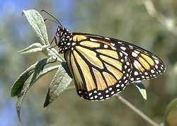 Monarch butterfly