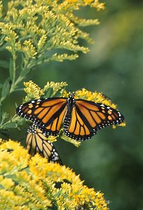 Monarch butterfly (c) David Liebmann