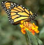 Monarch butterfly