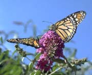 Monarch butterflies