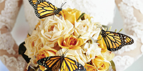 live butterfly releases for weddings, funerals, memorials, and plantable seed paper favors